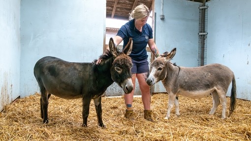 A women stood between a brown donkey and a grey donkey in a shelter with straw on the floor