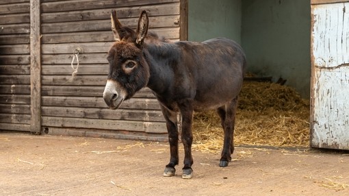 A dark brown donkey with a white nose stood outside its shelter