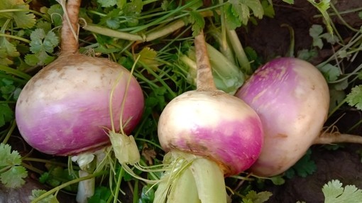 A close up of raw turnips hanging from the vine