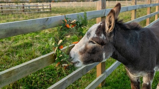 A close-up of a brown donkey with a white face eating from a winter wreath tied to a fence