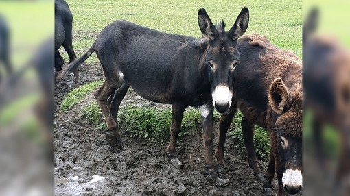 Black the donkey with overgrown hooves