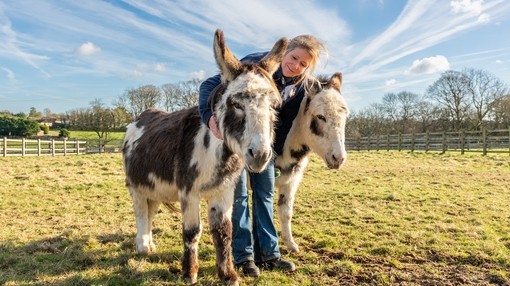 A women stood between two white and brown skewbald donkeys in a field