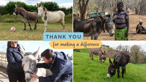 A postcard style image with four sections showing images of donkeys being cared for