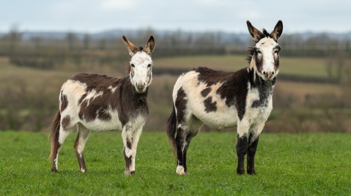 Two brown and white donkeys stood next to each other in a field looking towards the camera