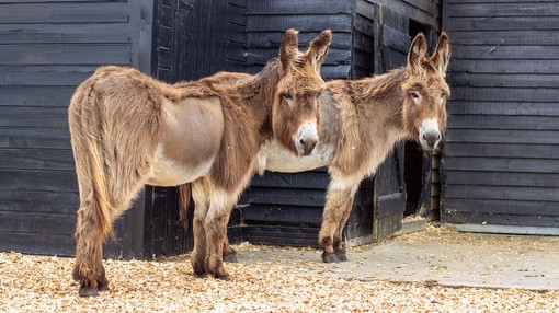Two light brown donkeys with shaved stomachs stood outside their wooden shelter looking towards the camera.