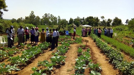 Two groups of people stood separately in a crop field