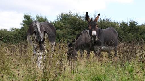 Three donkeys grazing in a wildflower meadow