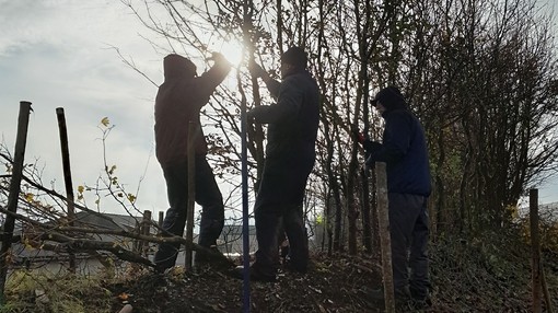 Three people wearing blue coats and wellies standing on a muddy mound while cutting a tree down