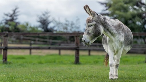 A large grey donkey stood in a grass paddock looking to the left.