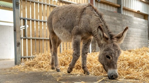 A small grey donkey grazing on straw inside an eclosed shelter