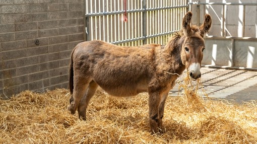 A brown donkey stood inside a shelter in a pile of hay whilst eating straw.