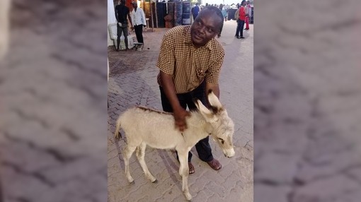 A man bending down behind a small beige donkey foal whilst he holds its back
