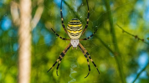 A close up of a big black and yellow spider in a web