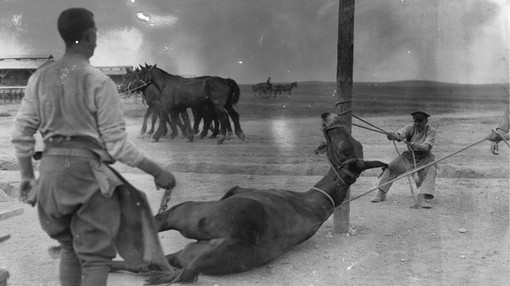 Army Veterinary Corps staff preparing to shoe a mule at a British Army veterinary hospital near Salonika April 1916.