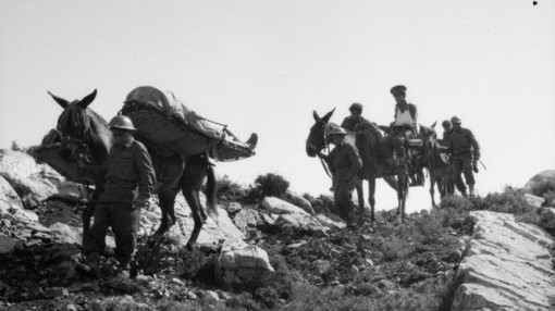 British Medical Services with mules carrying wounded soldiers