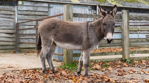 A grey donkey stood sideways in a concrete paddock in front of a wooden fence while looking towards camera