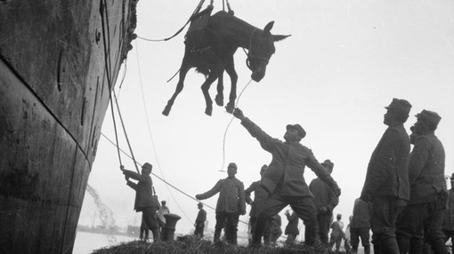 Italians unloading a mule from a ship at Salonika using a sling to hoist it from the ship.