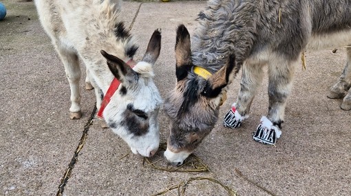 A close up of a white and brown skewbald donkey and a grey donkey sharing an wooden stick in the shape of a heart.
