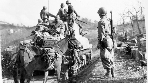 A mule stood in front of a tank with soldiers sat on the top preparing for the big 'push' during WW2