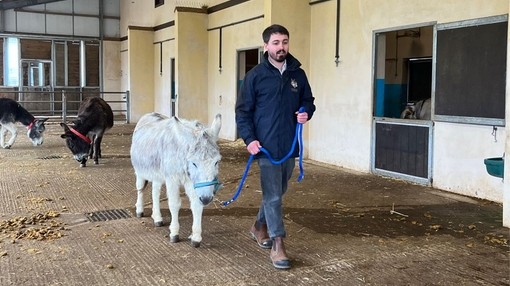 A man holding the lead of a donkey harness as he walks a small grey and white donkey through a concrete paddock.