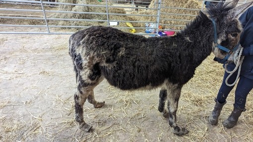 A donkey with a badly matted coat and overgrown hooves stood to the side whilst being held using a face harness.