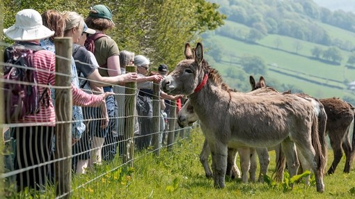 A group of people walking down a grass path with a wooden and metal fence with a grey donkey looking at the group from the other side of the fence.