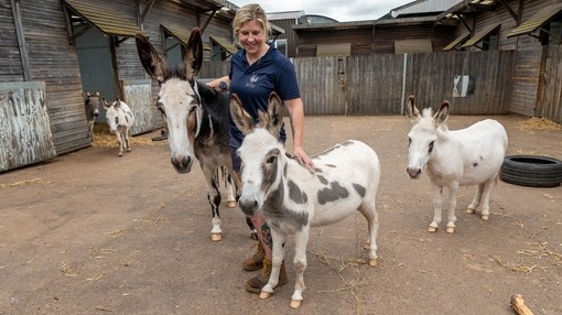 A women stood between a large and a small donkey, with another small white donkey stood behind.