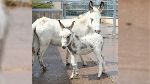A white donkey with light brown spots stood behind a small white and brown donkey foal smelling a welly boot.
