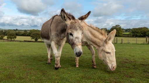 A grey donkey and a white donkey walking next to each other in a field looking towards the ground.