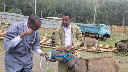 Two animal health professionals treating a donkey through a nasal tube.