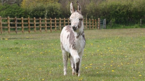 A small white and brown skewbald foal trotting through a grass field in front of a fence