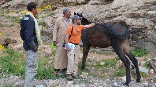 An image of a shorter man wearing an orange top petting a dark brown mule as two other men stand to his right and watch.