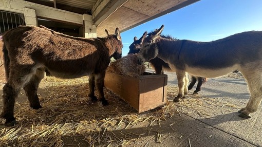 Three donkey stood around a feeding trough eating straw in a covered shelter.
