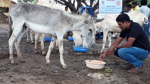 A man crouched next to a white feeding bowl as he encourages a grey donkey to eat from the bowl.