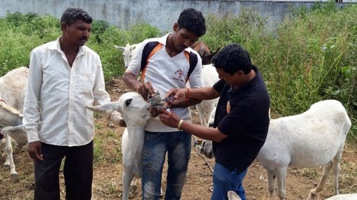 Three men providing veterinary treatment to a white mule