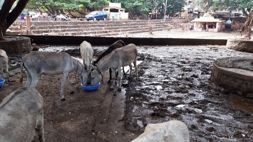 Four donkeys eating from a blue food bowl in a wet and muddy area.