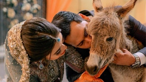 An image of a bride and groom crouching beside a grey donkey foal.