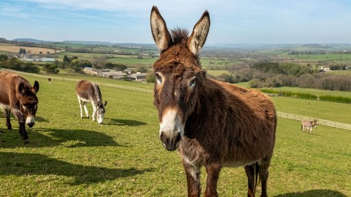 A close up image of a brown donkey stood in an open field looking towards camera as other donkeys graze in the background.