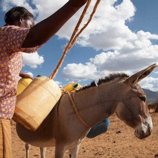 Donkey owner loading her donkey with water containers.