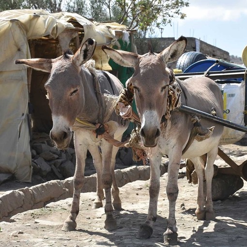 Working donkeys in Kenya.