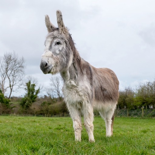 Adoption donkey Ashley after his successful surgery