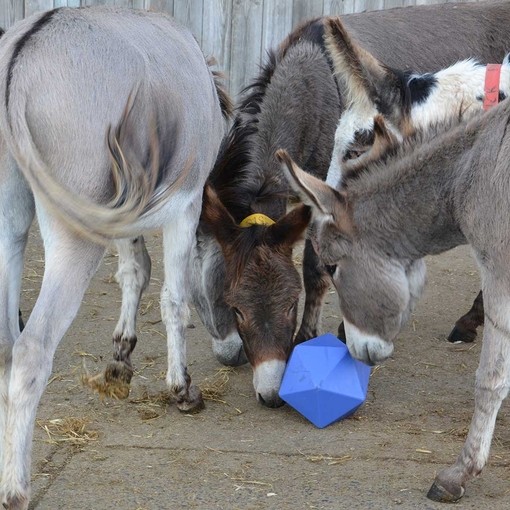 Donkeys enjoying enrichment.