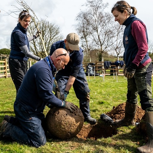 A group of conservation workers planting a tree in a donkey paddock