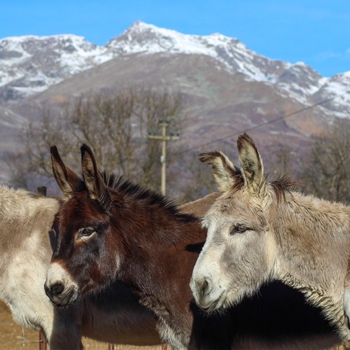 Four donkeys stood in front of Italian mountains