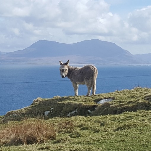 A lone donkey stood at edge of a cliff on Inishturk in Ireland