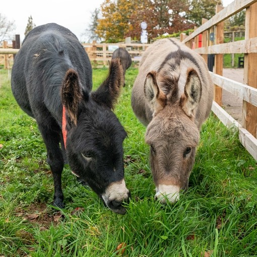 A black and a grey donkey grazing in their paddock