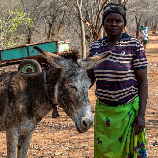 A brown donkey with a white face stood next to a women in a stiped t-shirt and green skirt.