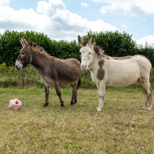 A brown donkey and a white donkey with brown spots stood in a field