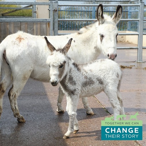 A white donkey with brown spots looking to camera and stood behind a small white and brown donkey foal in a concrete paddock.