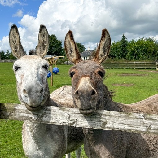 A light grey donkey and a light brown donkey looking forward with their heads resting on a wooden fence.